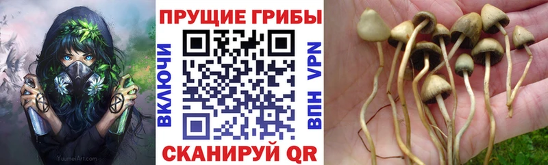 хочу   Карабаново  Галлюциногенные грибы GOLDEN TEACHER 